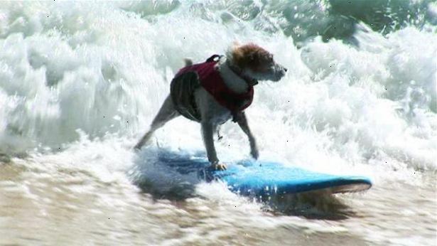 Hvordan velge et surfebrett for hunden din. Få litt hundens nite ut hunden surfebrett.