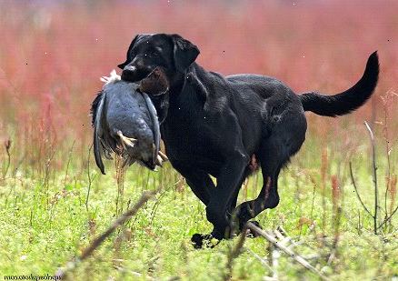 Hvordan trene hunden til jakt. Undersøke ulike raser av vann hunder.