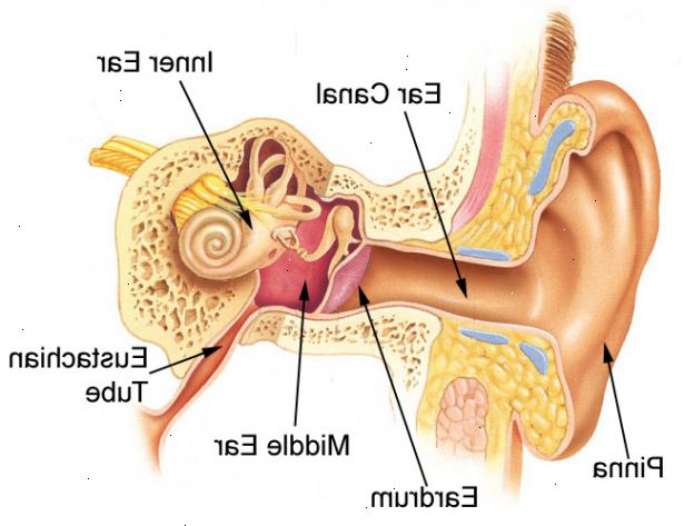 Hvordan fjerne væske i ørene. Prøv først å løsne væske med ordinære poster eller metoder.