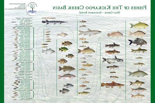 Hvordan å fiske en liten bekk. Finn en liten bekk eller elv egnet for fiske.