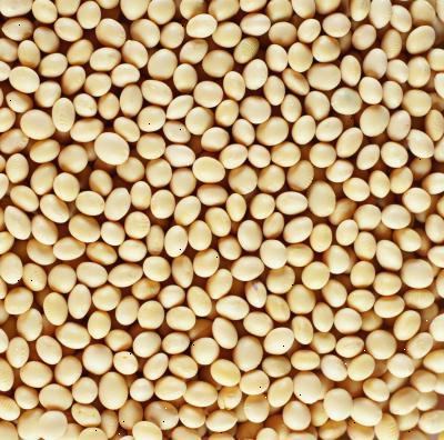 Hvordan leve med en soya allergi. Bli kjent med symptomer på en allergisk reaksjon på soya.