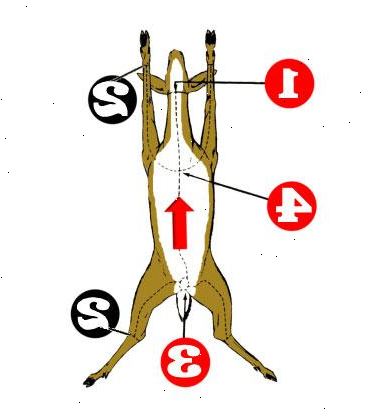 Hvordan kle en hjort. Knyt en sterk tau eller stropp rundt dyrets horn, eller under hodet så høyt opp i nakken som mulig.