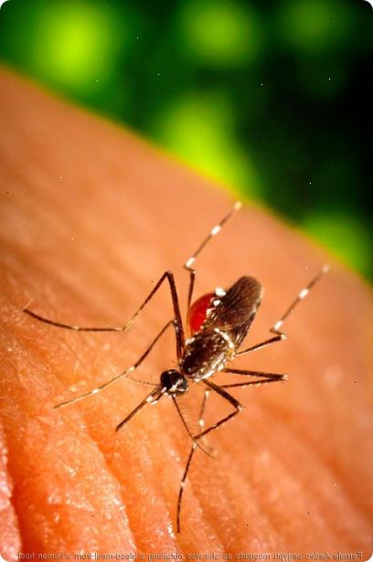 Hvordan unngå å få denguefeber. Vet hvor lang tid dengue mygg bite.