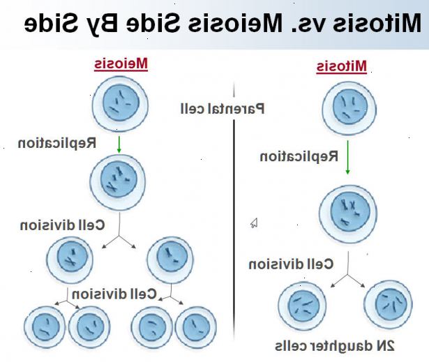 Hvordan skille mellom mitose og meiose. Først må du forstå hvor mitose og meiose forekommer.