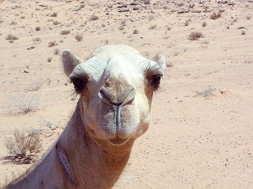 Hvordan gjenvinne kontrollen over en skremt kamel. Vurdere en rask frakobling.