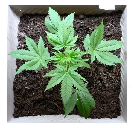 Hvordan å vokse medisinsk marihuana. Få en resept fra en lege.