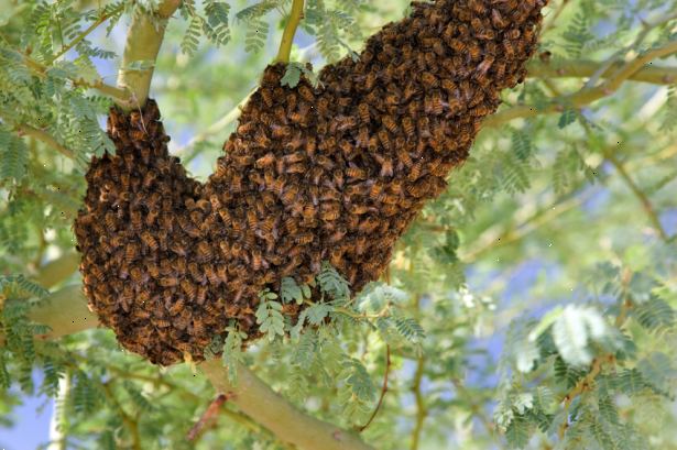Hvordan flykte fra drapsmannen bier. Vær oppmerksom på triggere som oppmuntrer Africanized honningbier til å angripe, slik at du kan unngå å provosere et angrep.